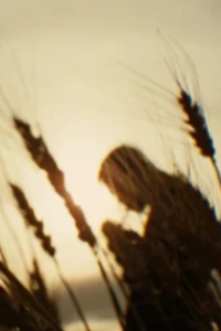 Assassination of Jesse James by the Coward Robert Ford, The